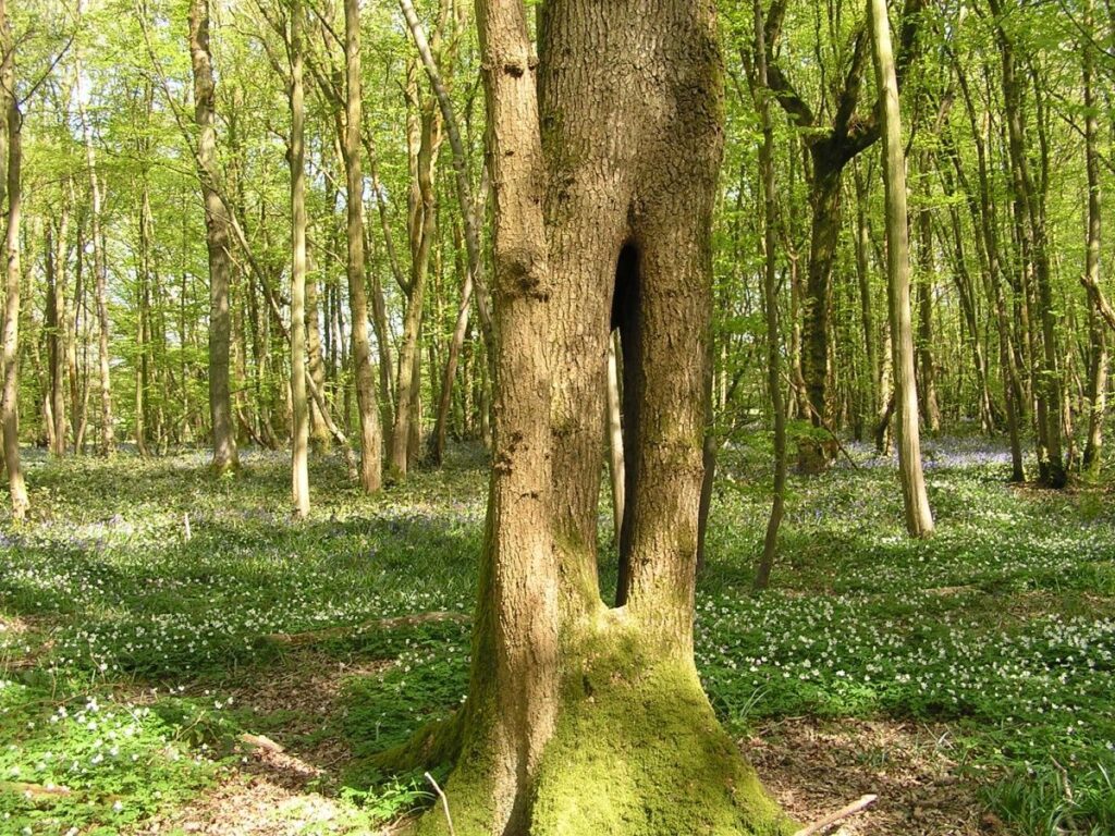 10 most dangerous jungles in the world and their location Arabella